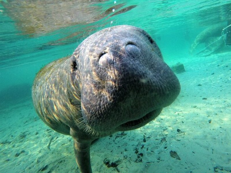 3 hours Manatee Swim Tour in Florida