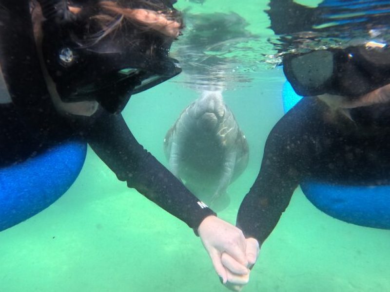 Private Manatee Swim Tour