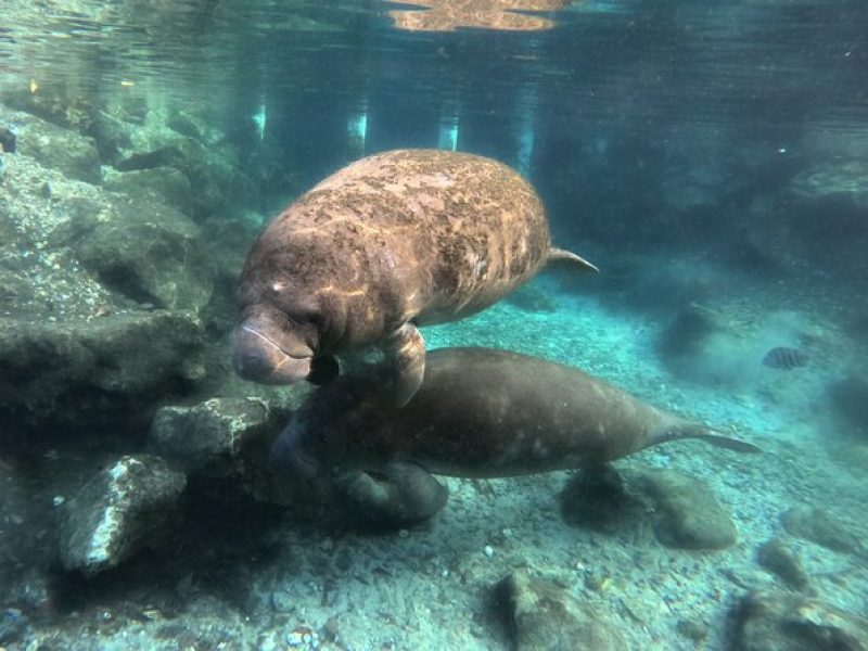 Semi Private Manatee Swim Tour