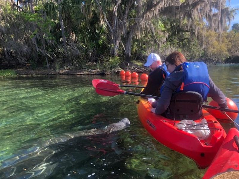 Orlando Manatee Encounters