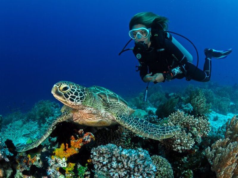 Scuba Reef Dive in Waikiki with One Tank