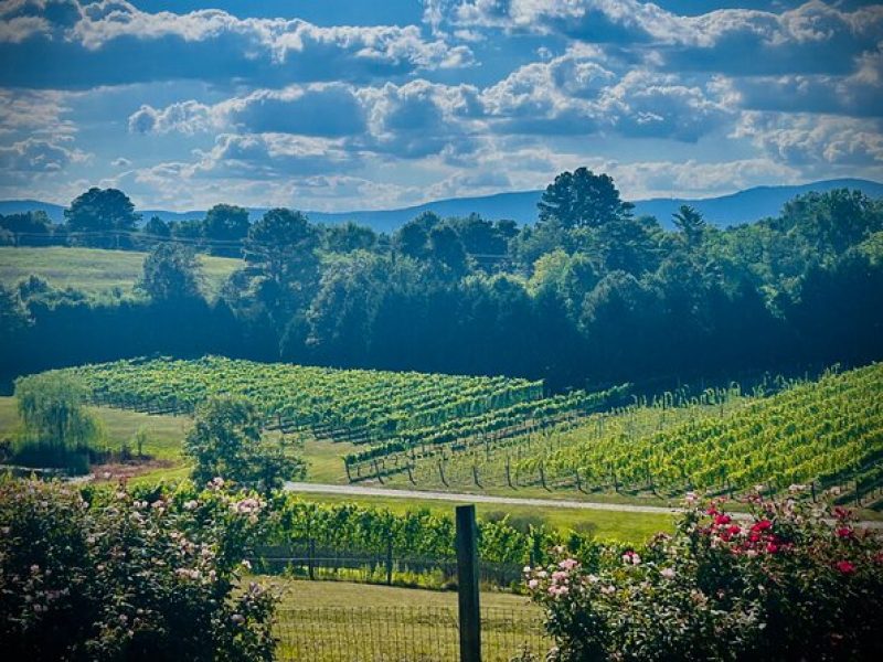 Three Vineyards Half Day Private Wine Tour From Asheville