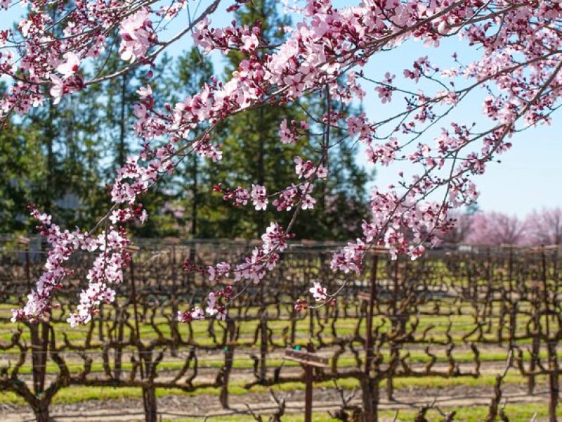 Wine Tasting Audio Tour – Lodi California