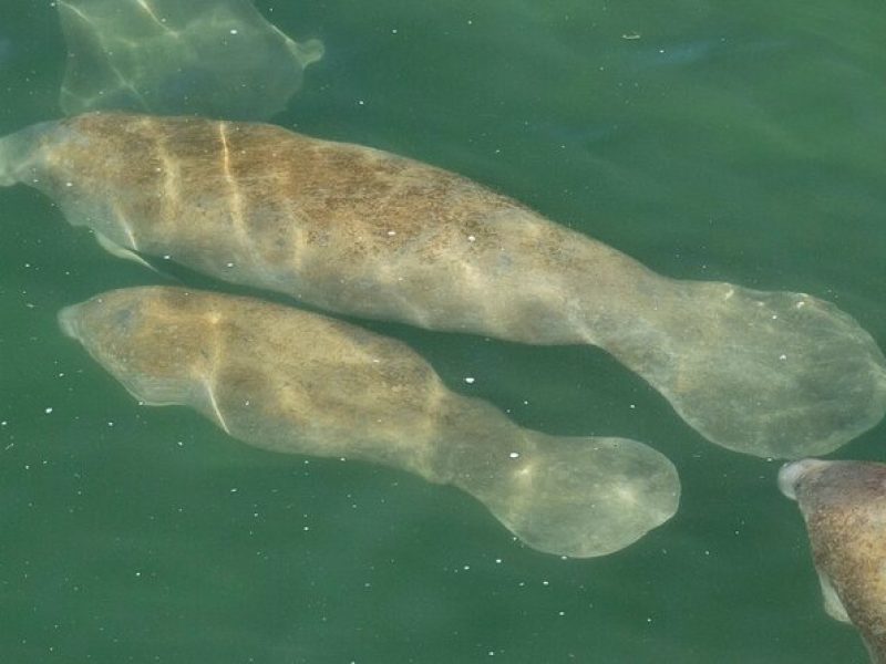 Manatee Discovery Anna Maria Island