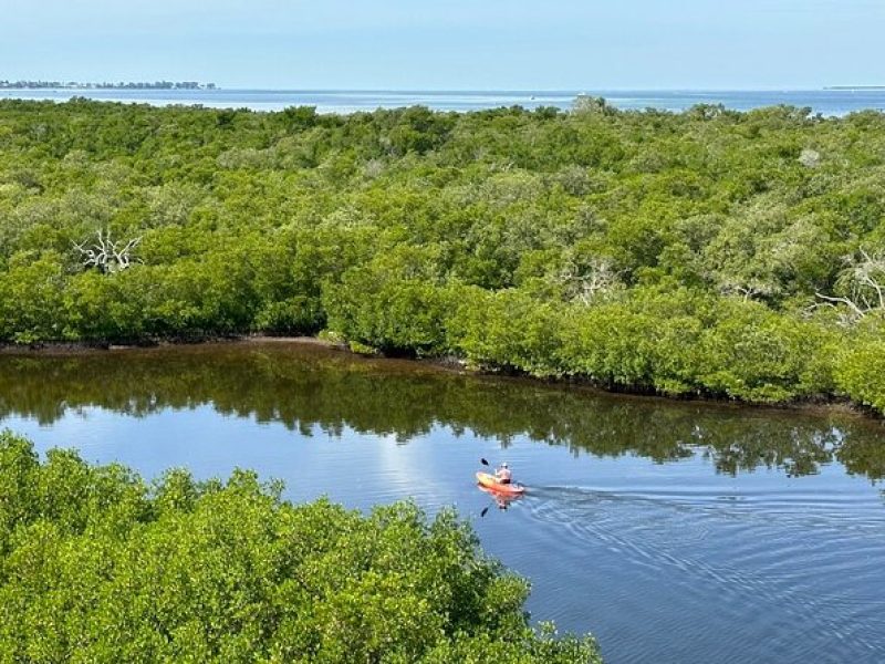 2 Hours Guided Robinson Preserve Mangrove Tour