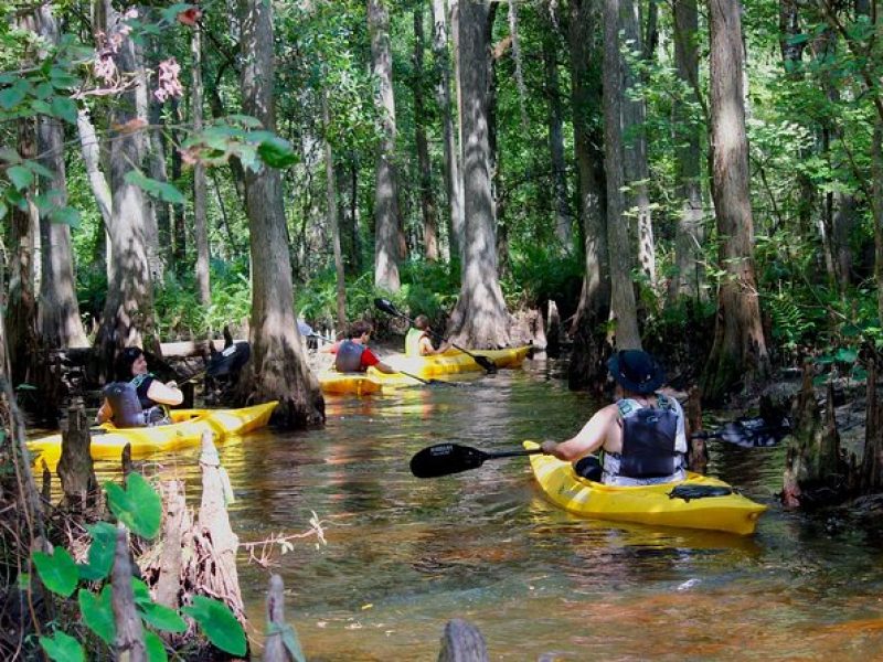 Cypress Forest Guided Kayak Nature Eco-Tour