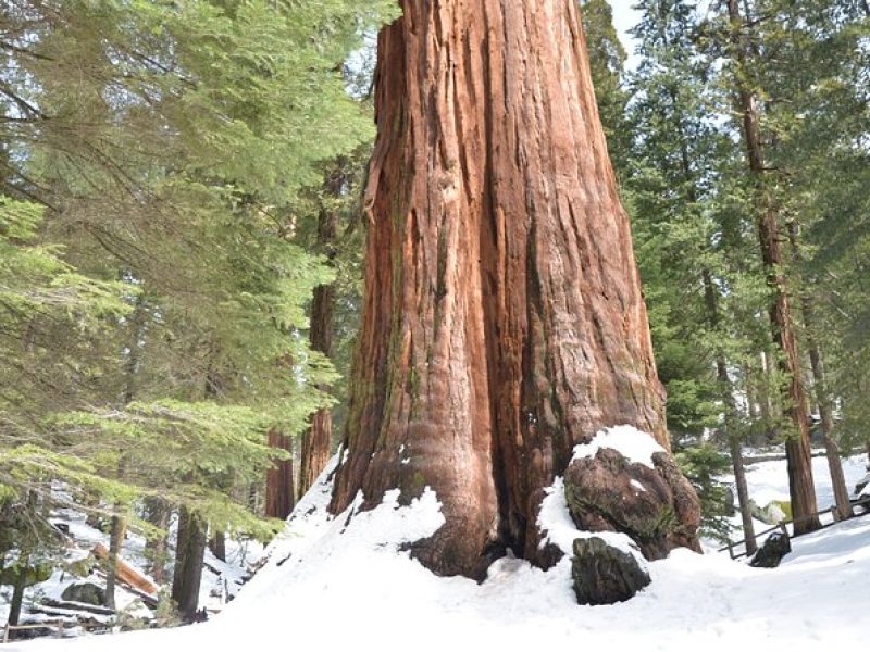 2 Days Private Tour to Sequoia and Kings Canyon Parks from LA