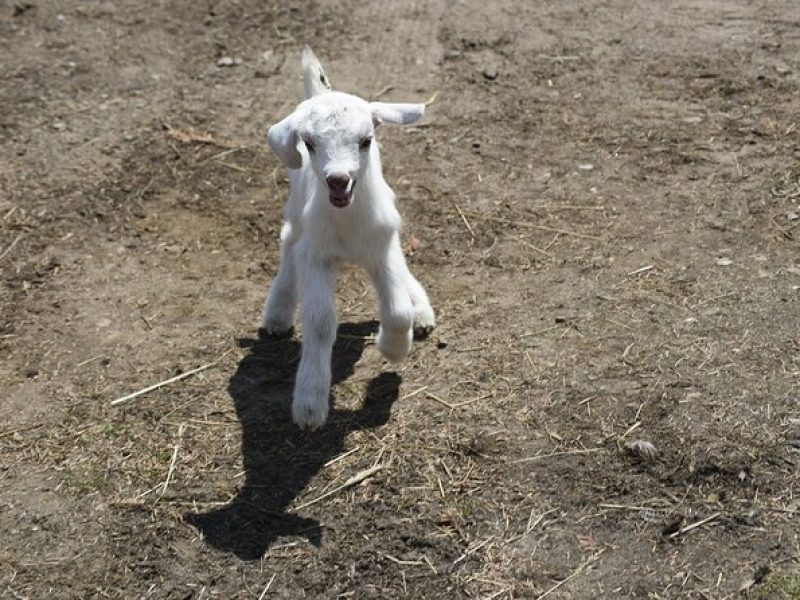 1 Hour Guided Farm Tour in the Adirondacks