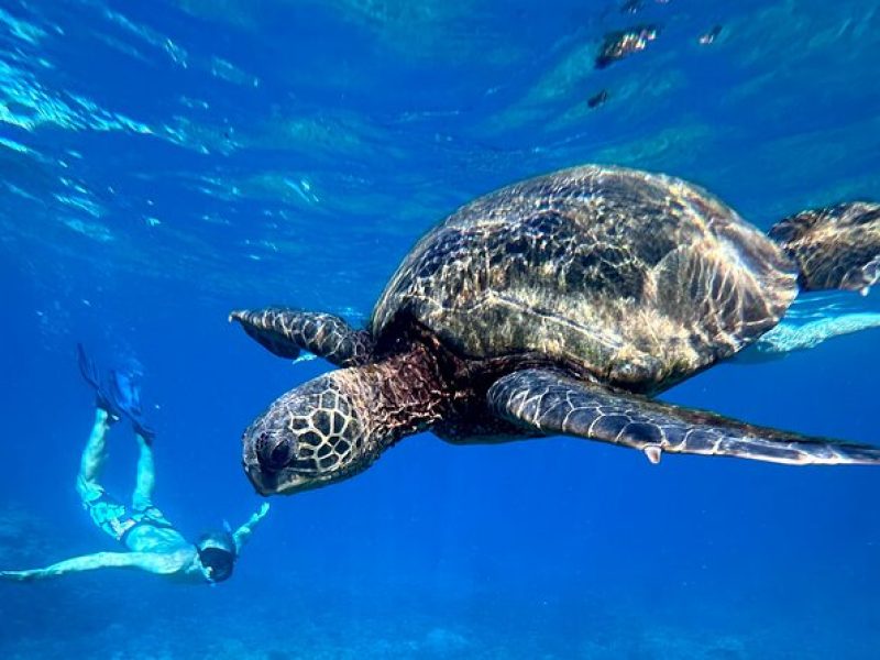 Private Snorkel with Beach Set-Up