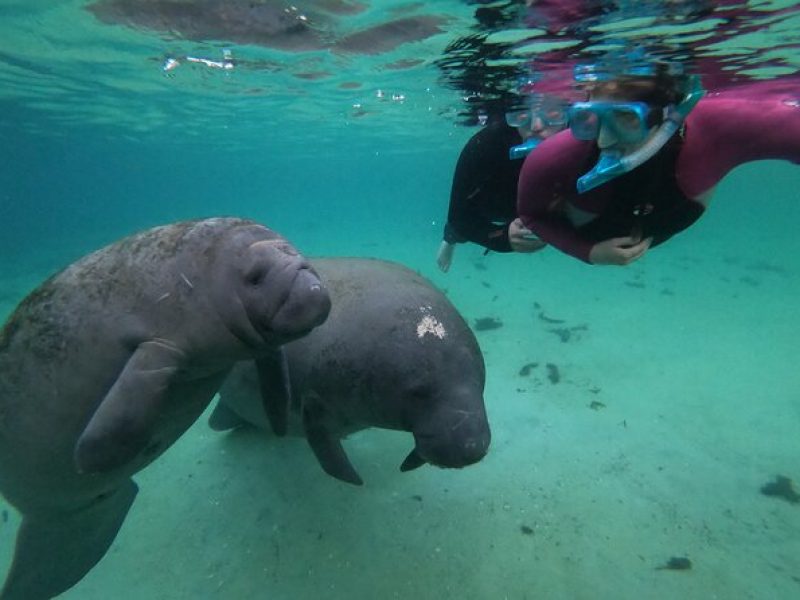 All Inclusive Private Manatee Swim