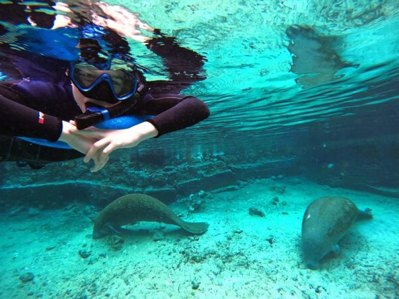 Small Group 6 Passenger Manatee Swim