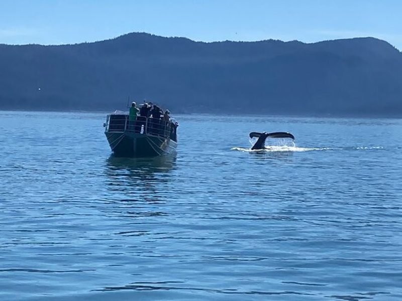 Whale Watching Adventure in Juneau