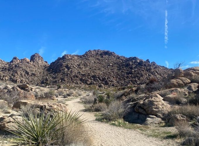 Joshua Tree Natural Wonders Walk: Plants, Animals and Rocks