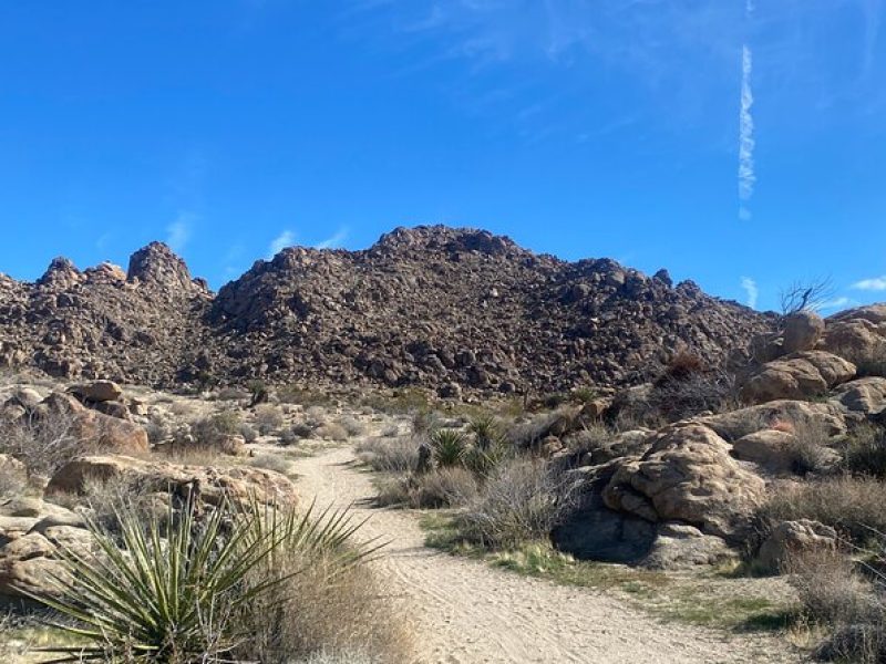 Joshua Tree Natural Wonders Walk: Plants, Animals and Rocks