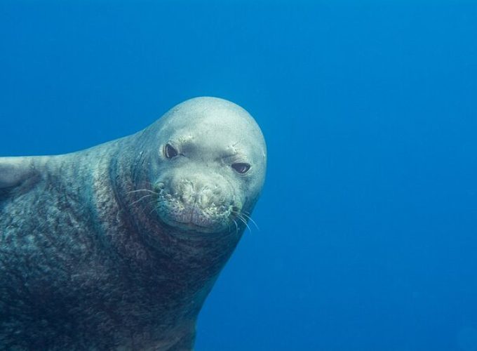 Scuba Dive at Ni’ihau (Forbidden island)