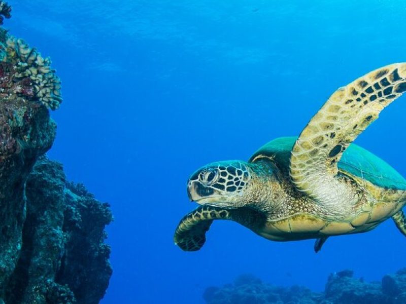 Try Scuba Diving on Kaua’i with Sea Turtles