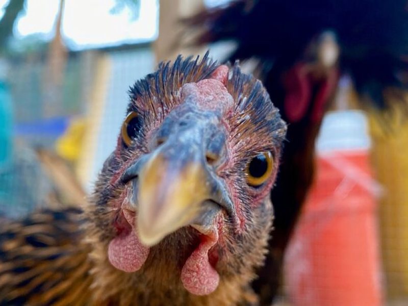 Taste of Hawthorne Food and Backyard Urban Farm Tour