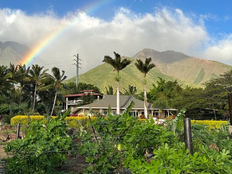 Regenerative Mango and Tropical Fruit Tour in West Maui