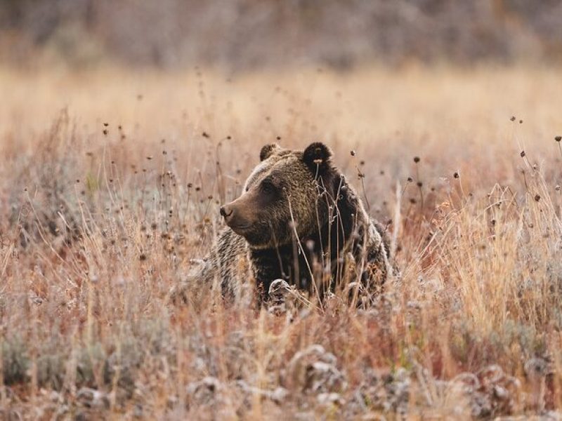 3 Day Wildlife Photography Tour in Yellowstone National Park