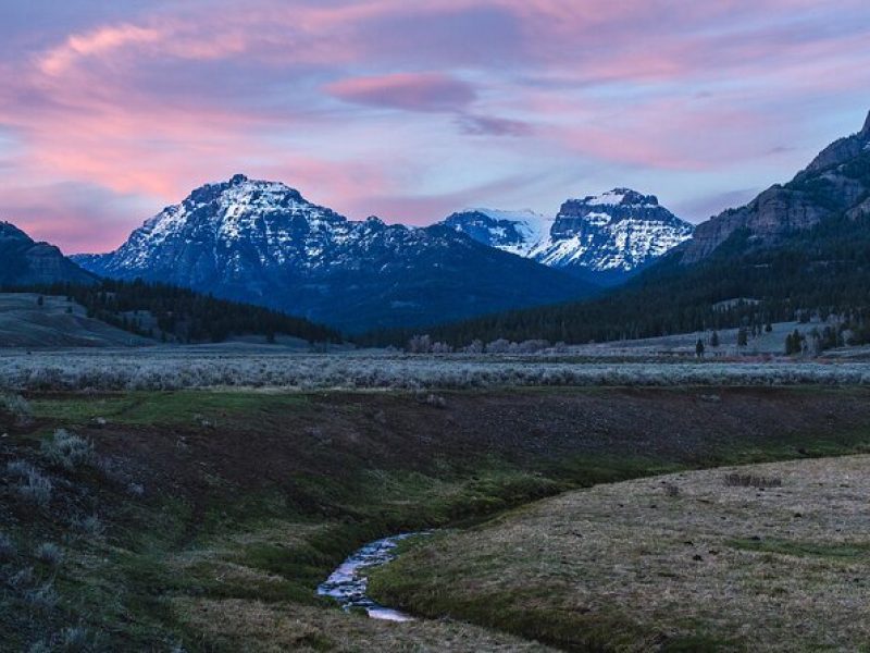 Private Wildlife Photography Tour In Yellowstone National Park