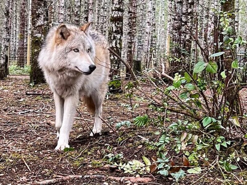 Discover the beauty of the wild & Roam in the spirit of the wolf