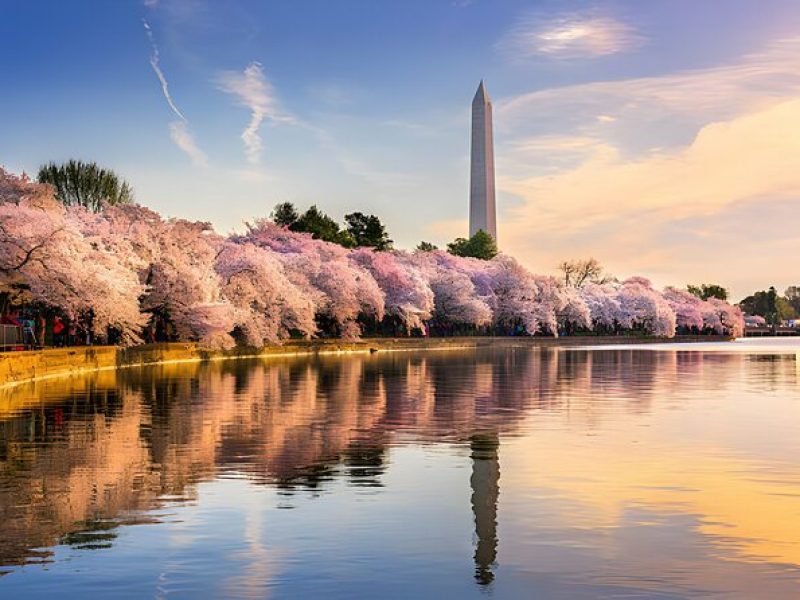 4 Hours Private Tour in Washington DC