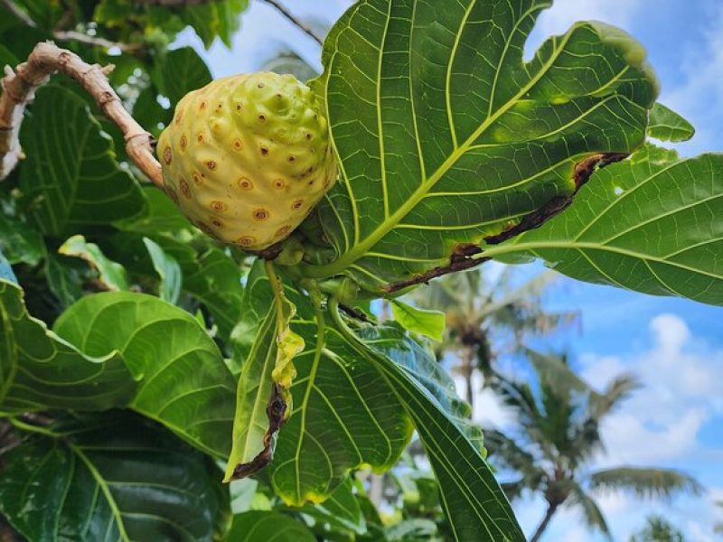 Natural Skin Care Making with Hawaiian Herbs and Oils