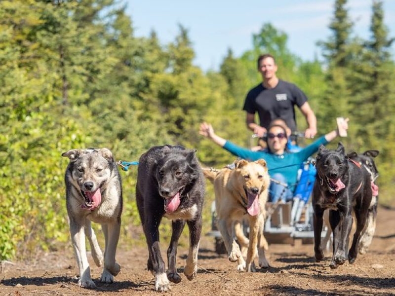 Sled Dog Ride and Scenic Drive from Anchorage