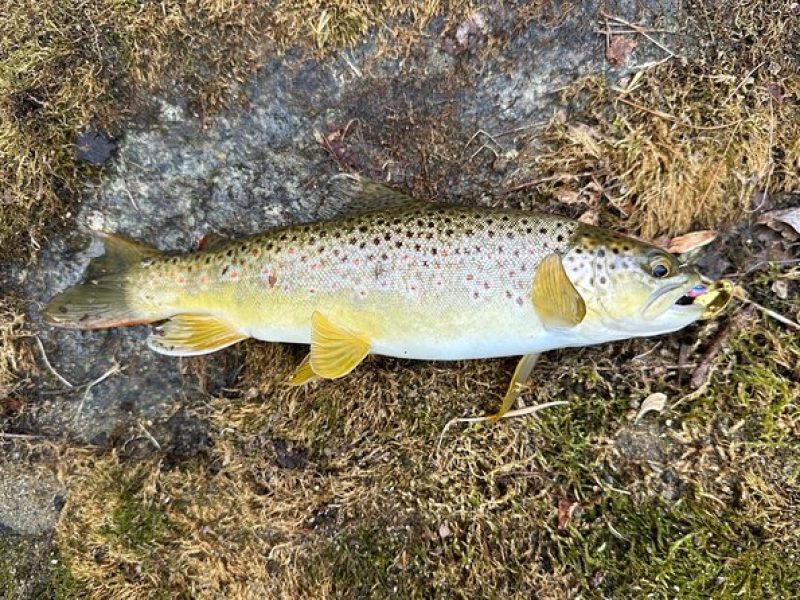 Private Trout Fishing Excursion in Virginia