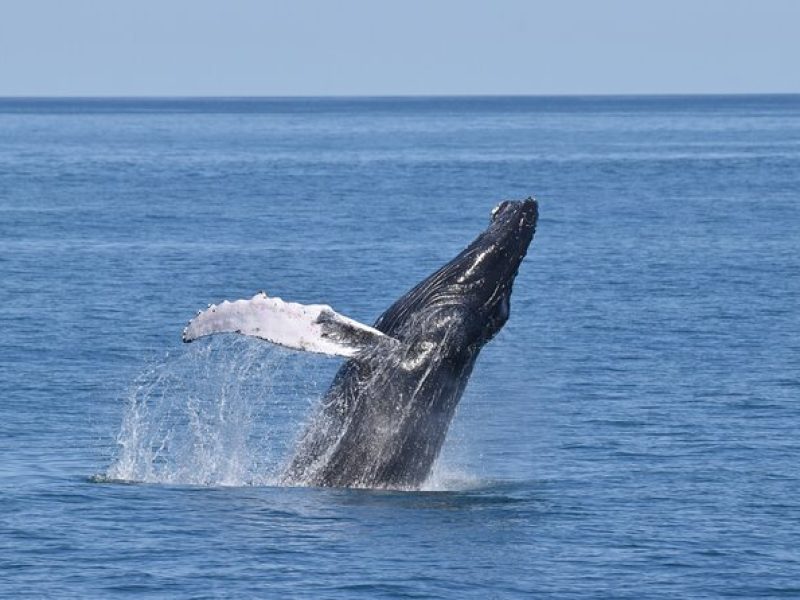 Whale Dolphin and Bird Watching Ecotour Cruise