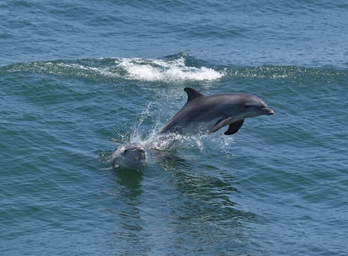 Dolphin and Bird Watching Ecotour Cruise