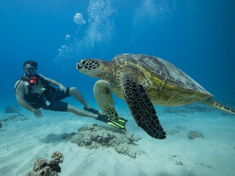 Certified Diver: 2-Tank Shallow Reef Dives off Oahu