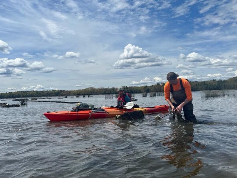 Oyster Farm Kayak Eco-tour in Little Bay