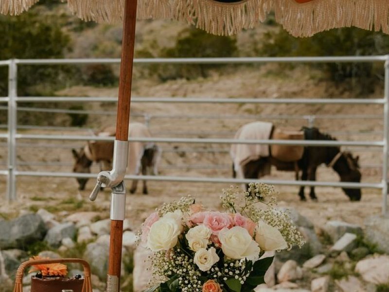 Brunch with Mini Rescue Burros in Southern California