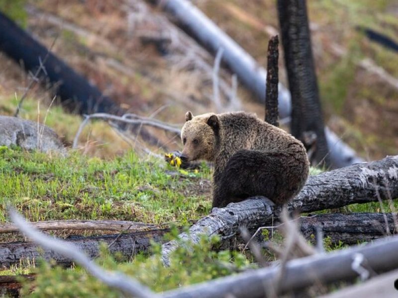 Yellowstone Wildlife and Photo Upper Loop Tour West Yellowstone