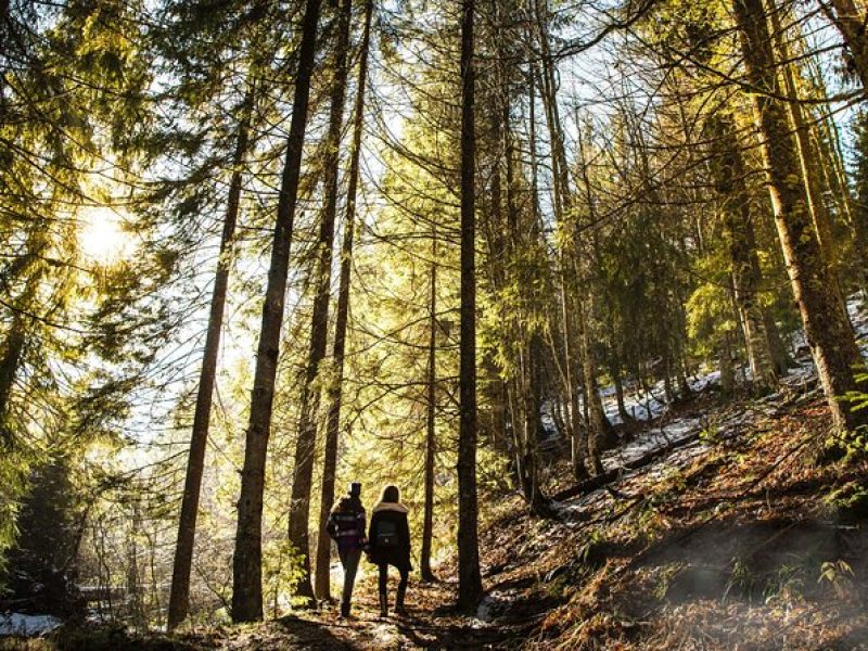 Bainbridge Island Serenity Forest Hike & Cultural Landmarks Tour