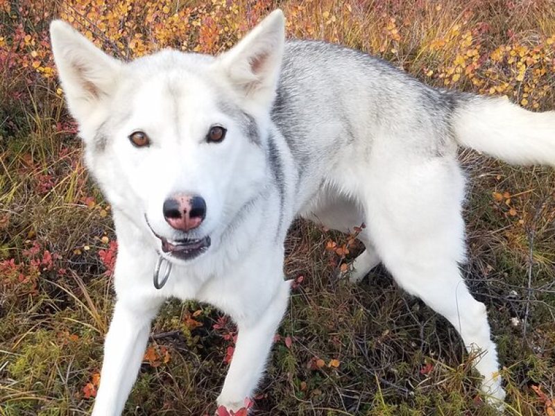 Tundra Walk with Free Running Sled Dogs