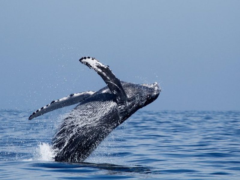 Shared Two-Hour Whale Watching Tour from Oceanside