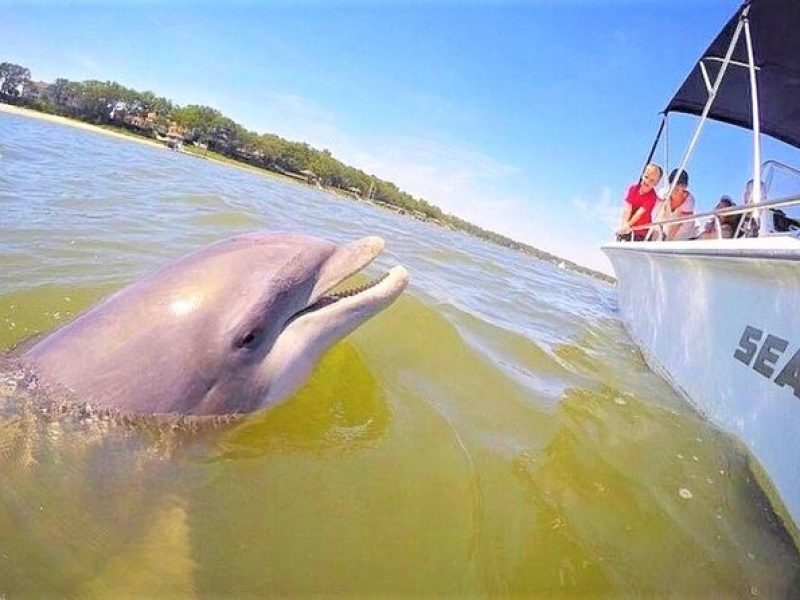 Hilton Head Dolphin Tour with Stop at Disappearing Island