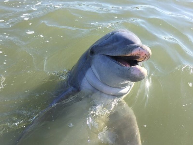 Private Hilton Head Dolphin Tour