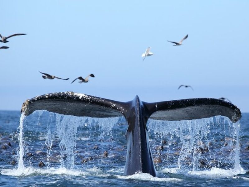 1.5 Hour Whale Watching Cruise With pick-up and drop-off