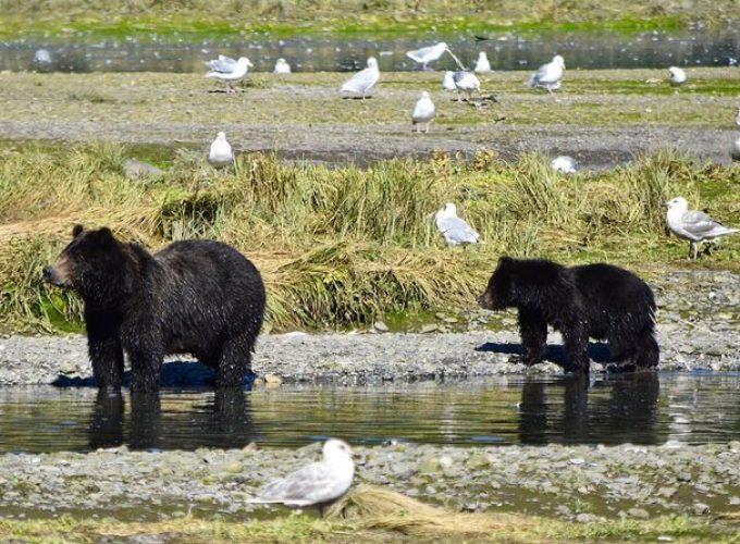 Fortress of the Bears Pack Creek