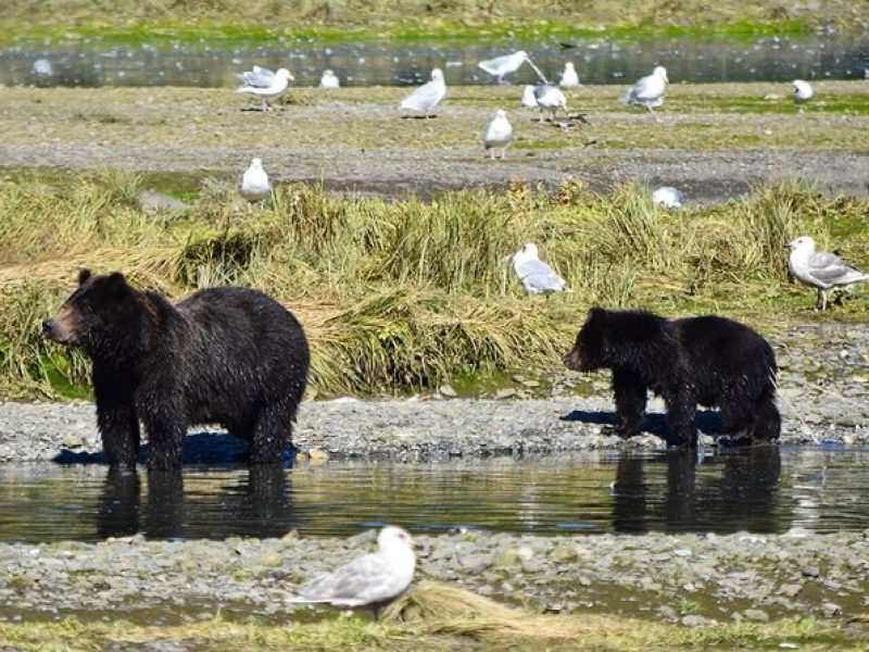 Fortress of the Bears Pack Creek