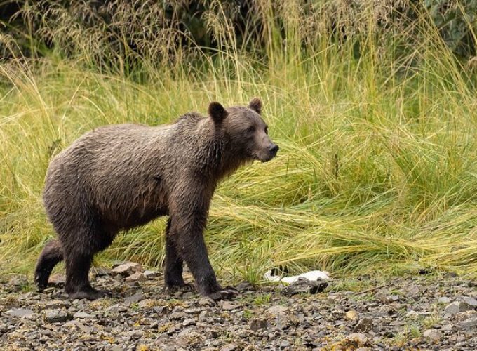 Waterfall Creek Peak Season Brown Bear Viewing