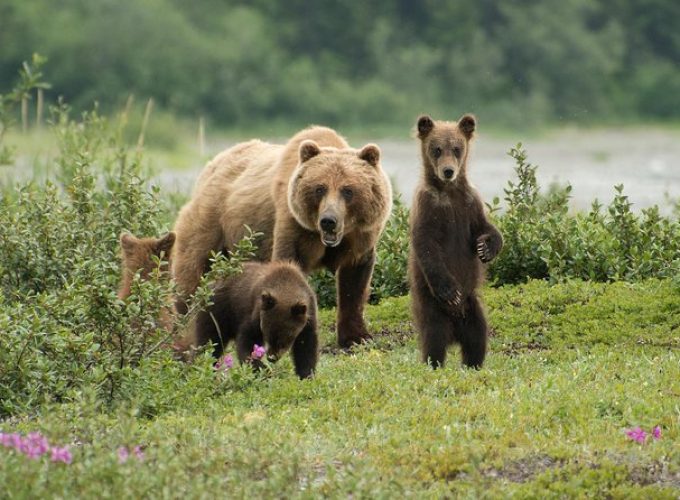 Juneau Shore Excursion: Fortress of the Bears Pack Creek