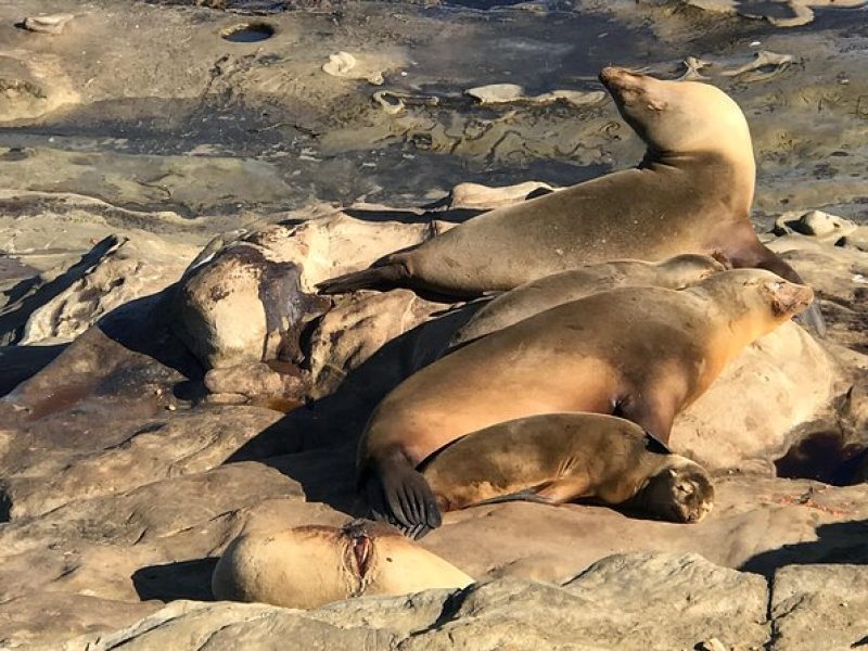 The La Jolla Tour