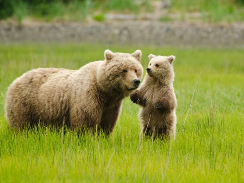 Bear Viewing Excursion and Airplane Adventure Tour