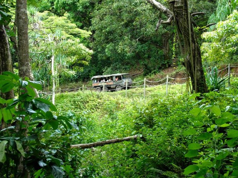 Jungle Expedition Tour at Kualoa Ranch