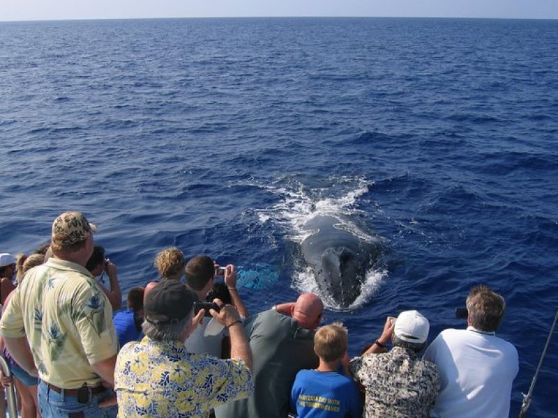 Late-Morning Whale Watch from Kawaihae