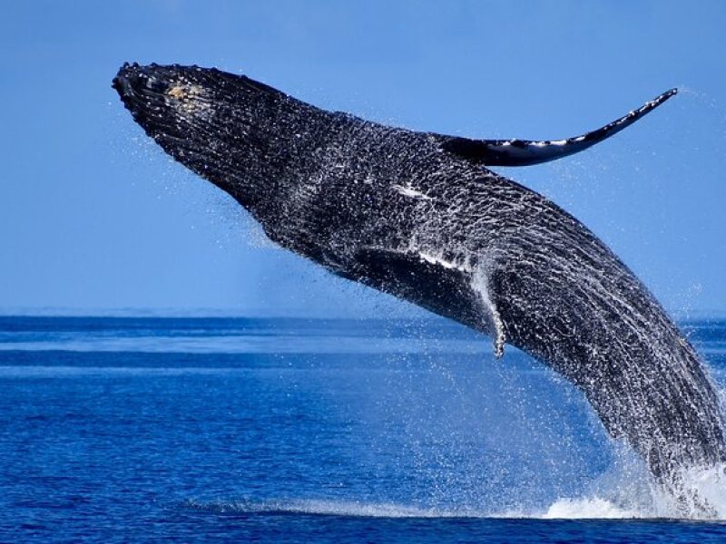 Late Morning Whale Watch Cruise from A'bay